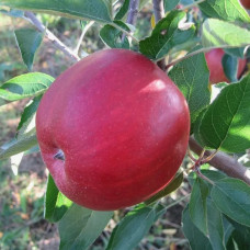 Яблуня Бребун (саджанці)