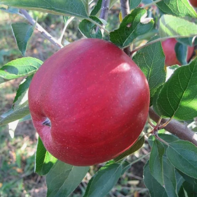 Яблуня Бребун