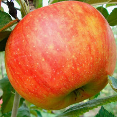 Яблоня Целесте (саженцы, двухлетние)