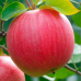 Яблуня Чемпіон