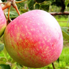 Яблуня Дарк Рубін (саджанці, дворічні)