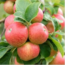 Яблоня Деликатес (саженцы, двухлетние)