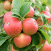 Яблуня Делікатес (саджанці, дворічні)