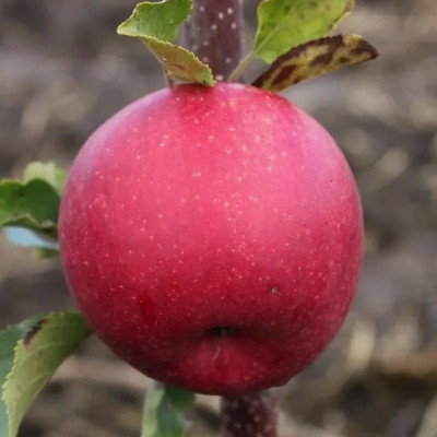 Яблоня Элиза