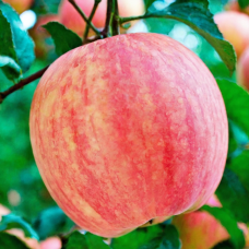 Яблуня Фуджі (саджанці, ЗКС)