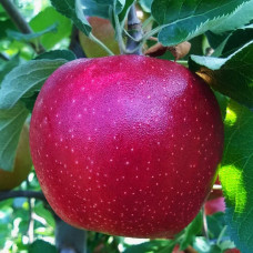 Яблоня Фуджи Кику 8 (саженцы, двухлетние)