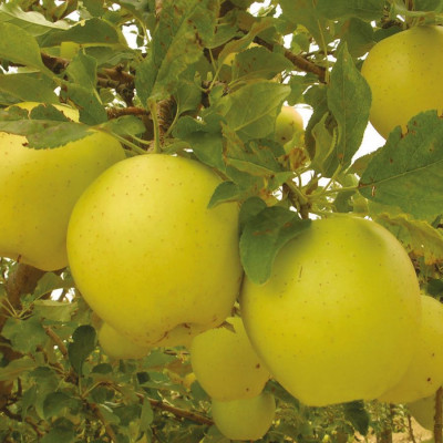 Яблуня Гібсон / дворічна