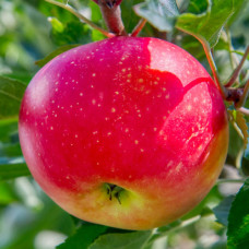 Яблуня Хоней Крисп (саджанці)