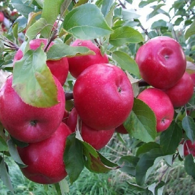 Яблоня Катерина