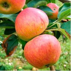 Яблуня Цукеркова (саджанці)