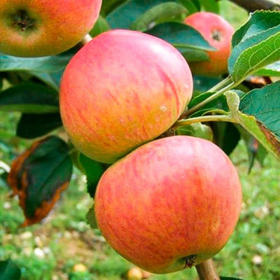 Яблуня  Цукеркова