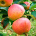 Яблуня  Цукеркова