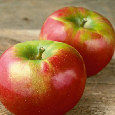 Яблоня Кортланд (саженцы, двухлетние)