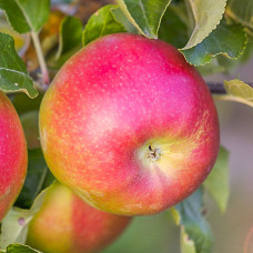 Яблуня Лігол (саджанці)