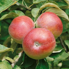 Яблоня Макинтош (саженцы, двухлетние)