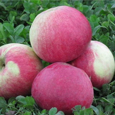 Яблоня Мельба / двухлетняя