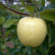 Яблуня Міленіум Голд (саджанці)