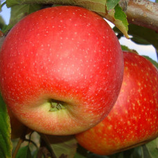 Яблоня Пинова  (саженцы, двухлетние)