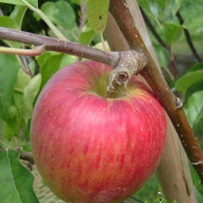 Яблуня Пірос