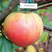 Яблуня Рубінетте Россо (саджанці)