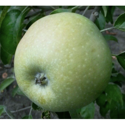 Яблуня Семиренко / дворічна