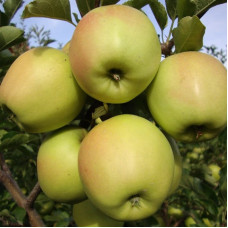 Яблоня Скифское Золото (саженцы)