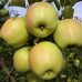 Яблоня Скифское Золото (саженцы, двухлетние)