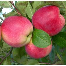 Яблуня Слава Переможцям (саджанці)