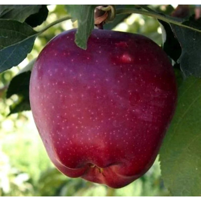 Яблуня Старкримсон