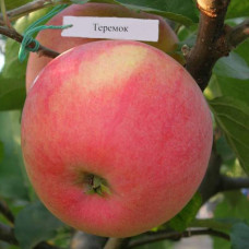 Яблоня Теремок (саженцы)