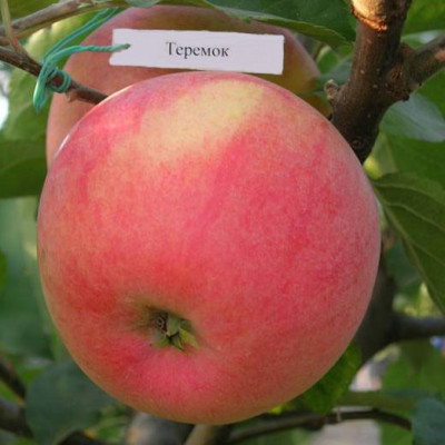 Яблоня Теремок (саженцы)