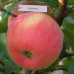 Яблоня Теремок (саженцы)