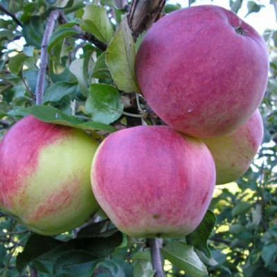 Яблуня Уелс