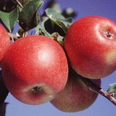 Яблоня Жемчужина Киева (саженцы)