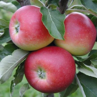 Яблуня Женева (саджанці, ЗКС)