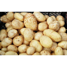 Картопля посадкова Маверік (10кг)