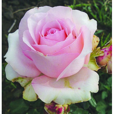 Саджанці чайно-гібридних троянд Юніверс