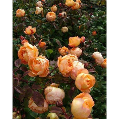 Саджанці бордюрних троянд Дольче Віта
