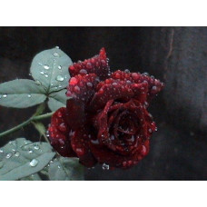 Троянда чайно-гібридна Фіджа Негро