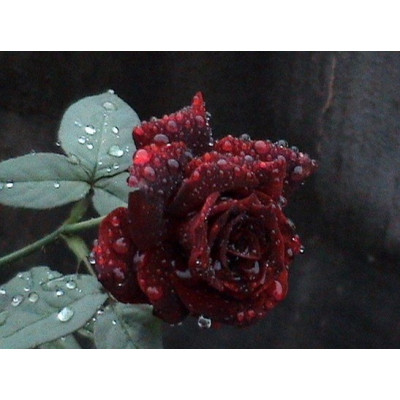 Роза чайно-гибридная Фиджи Негро (Fiji Negro)