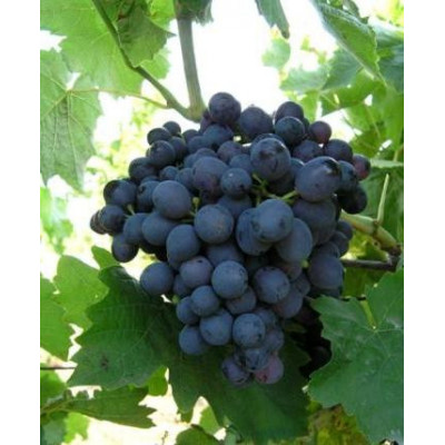 Саджанці винограду Киш-Миш Магарача