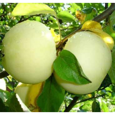 Яблуня Білий Налив