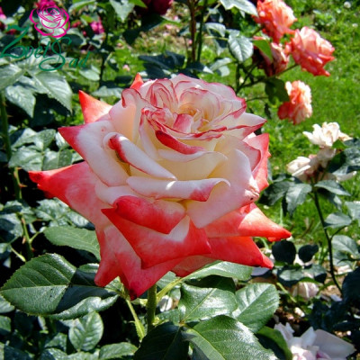 Саджанці троянд Імператриця Фарах