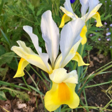 Ирисы Hollandica Yellow & White (5шт.)