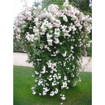 Плетистые белые розы