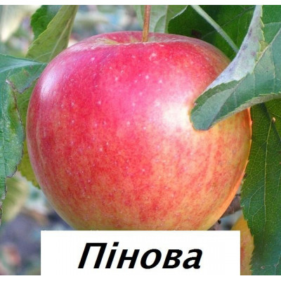Яблуня Пінова / дворічна