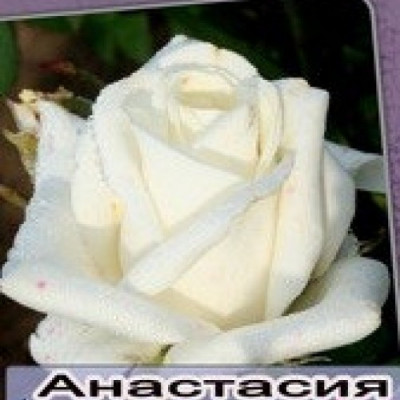 Троянда чайно-гібридна Анастасія