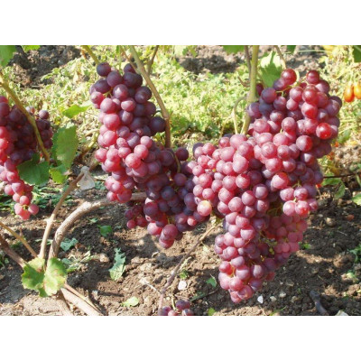 Виноград Перлина Молдавії