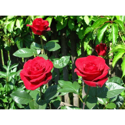 Троянда чайно-гібридна троянда Гранд Гала