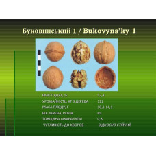 Грецкий орех Буковинский (Привитый) 2-х летний